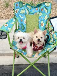 Reunited Male Dog last seen Meranto, Serene and Ft. Apache, Las Vegas, NV 89178