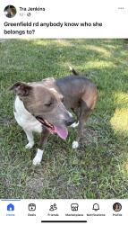 Reunited Female Dog last seen Newport drive, 29223. Also found at Wincay the first time., Columbia, SC 29223