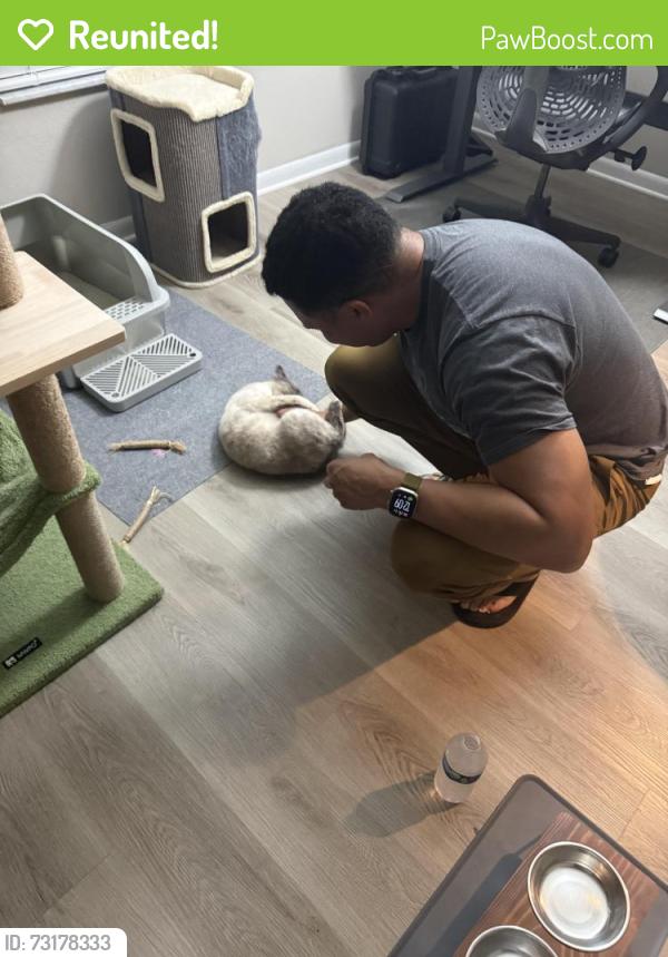 Reunited Female Cat last seen Northdale and Mapledale, Greater Northdale, FL 33624