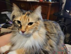 Reunited Female Cat last seen Newcastle Drive, Jenison, MI, Jenison, MI 49428