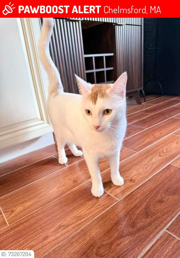 Lost Male Cat last seen Concord Rd, Parker Rd, Chelmsford, MA 01824