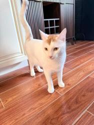 Lost Male Cat last seen Concord Rd, Parker Rd, Chelmsford, MA 01824