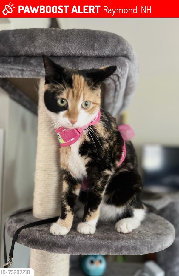Lost Female Cat last seen Raymond, NH, Raymond, NH 03077