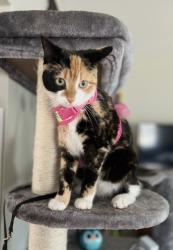 Lost Female Cat last seen Raymond, NH, Raymond, NH 03077