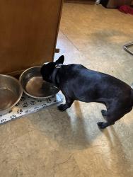 Reunited Female Dog last seen McCord & Nebraska, Lucas County, OH 43617