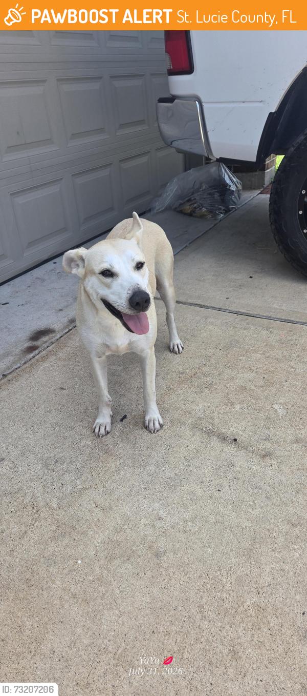 Found/Stray Female Dog last seen Mariposa lane, St. Lucie County, FL 34952