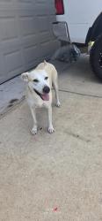 Found/Stray Female Dog last seen Mariposa lane, St. Lucie County, FL 34952