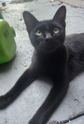 Found/Stray Female Cat last seen Whispering Pines / Collins Road, Jacksonville, FL 32244