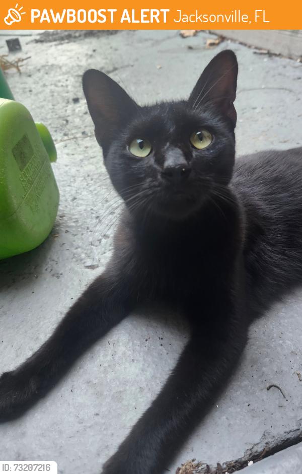 Found/Stray Female Cat last seen Whispering Pines / Collins Road, Jacksonville, FL 32244