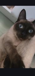 Lost Male Cat last seen Between green acres and holiday, Homosassa, FL 34446