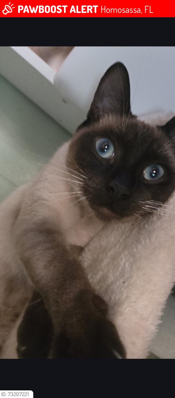 Lost Male Cat last seen Between green acres and holiday, Homosassa, FL 34446