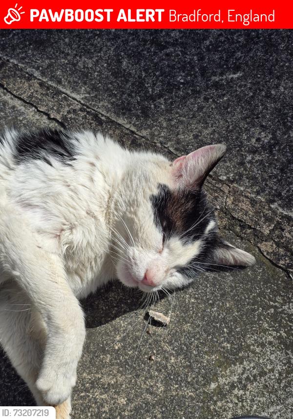 Lost Male Cat last seen Feather road, Bradford, England 
