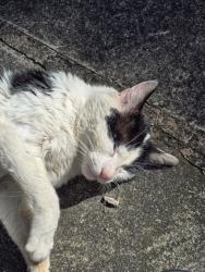 Lost Male Cat last seen Feather road, Bradford, England 