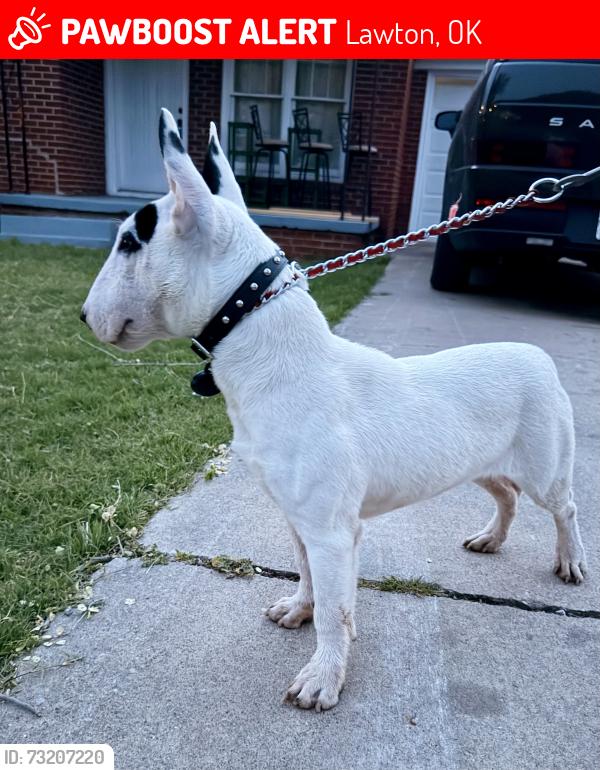 Lost Male Dog last seen Chic fil a on Sheridan and Cache, Lawton, OK 73505