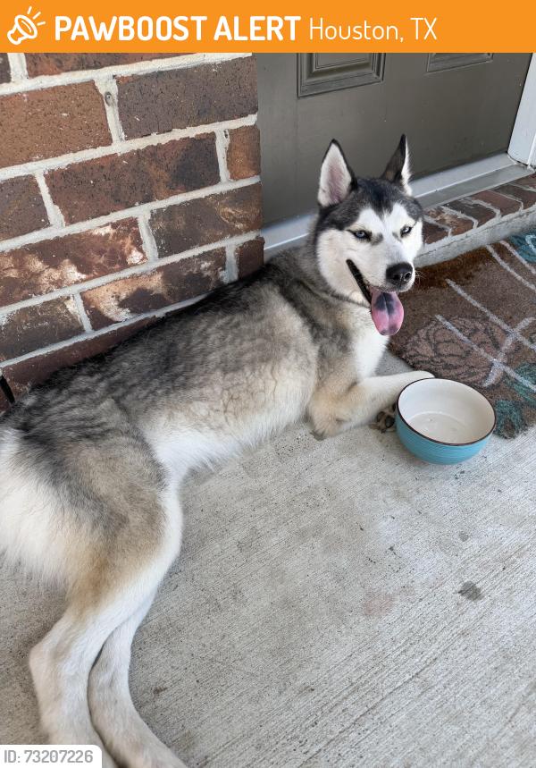 Found/Stray Female Dog last seen Nichole woods and Jelicoe, Houston, Tx, Houston, TX 77047
