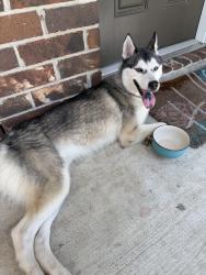 Found/Stray Female Dog last seen Nichole woods and Jelicoe, Houston, Tx, Houston, TX 77047