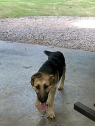 Found/Stray Male Dog last seen 11th & 161st, Tulsa, OK 74108