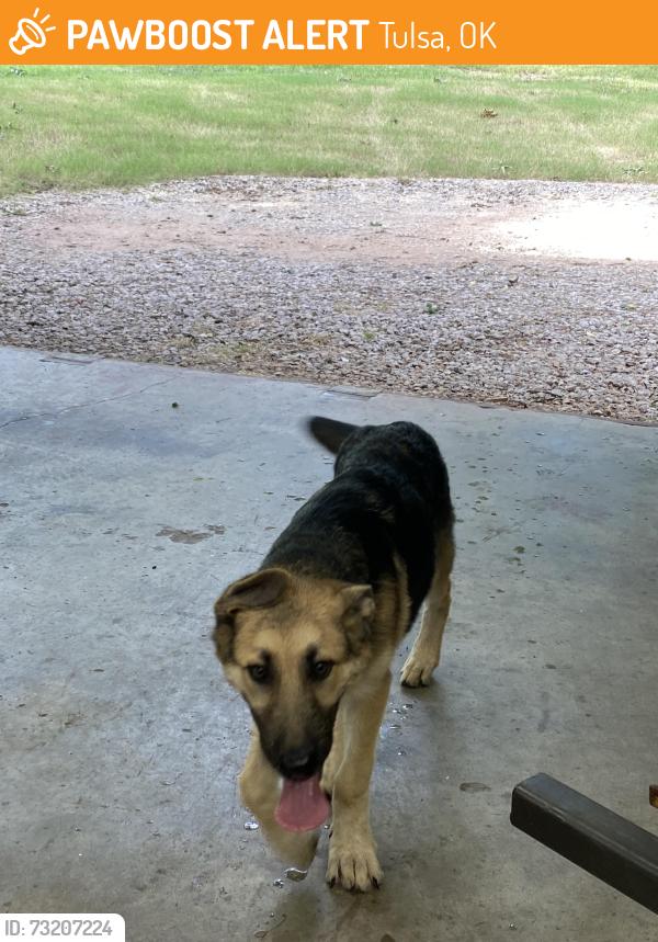 Found/Stray Male Dog last seen 11th & 161st, Tulsa, OK 74108