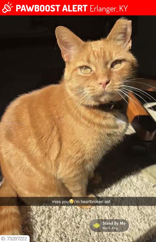 Lost Male Cat last seen northern kentucky, Erlanger, KY 41018