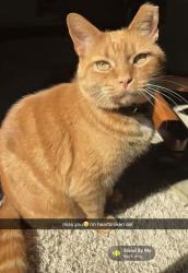 Lost Male Cat last seen northern kentucky, Erlanger, KY 41018