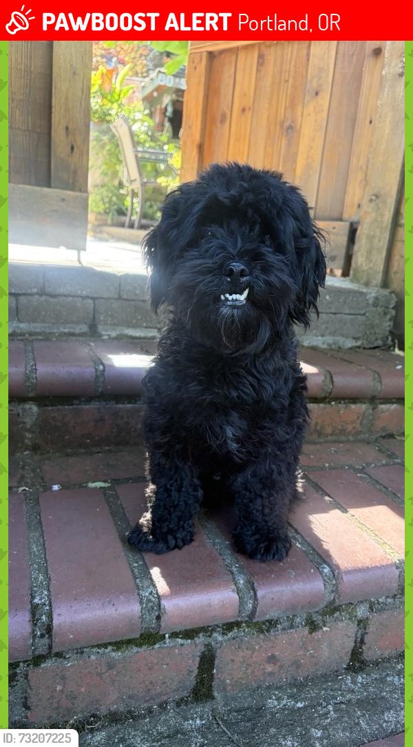 Lost Male Dog last seen Ne Mallory & Ne Skidmore, Portland, OR 97211