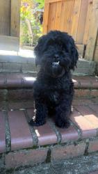Lost Male Dog last seen Ne Mallory & Ne Skidmore, Portland, OR 97211