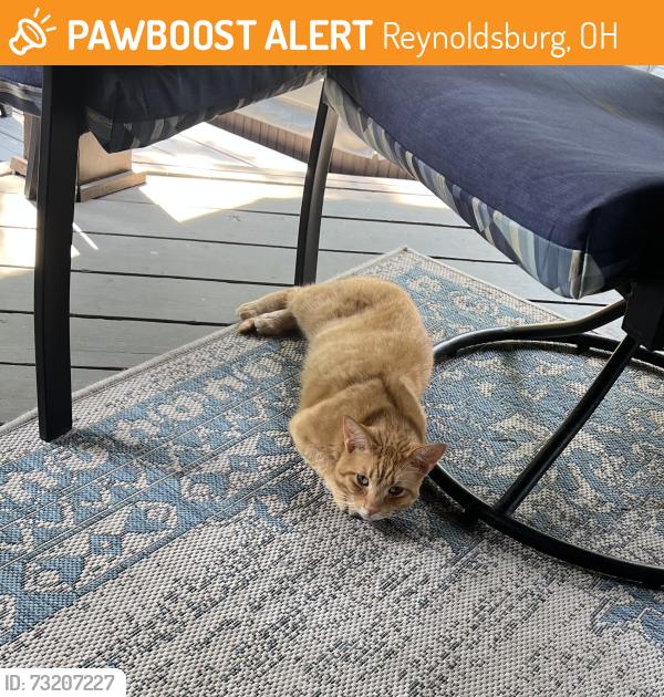 Found/Stray Male Cat last seen Haverton and Slate Ridge, Reynoldsburg, OH 43068