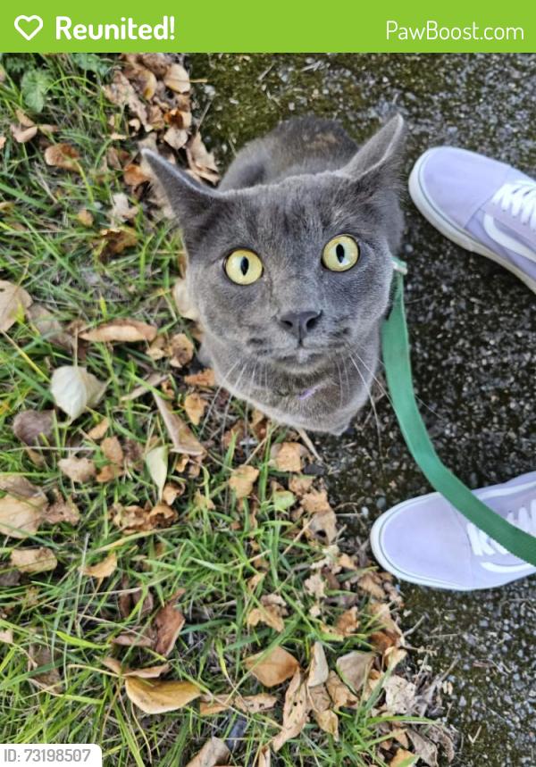 Reunited Male Cat last seen McKinley, Tacoma, WA 98404