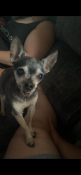 Lost Male Dog last seen 12th and Arthur, Milwaukee, WI 53215