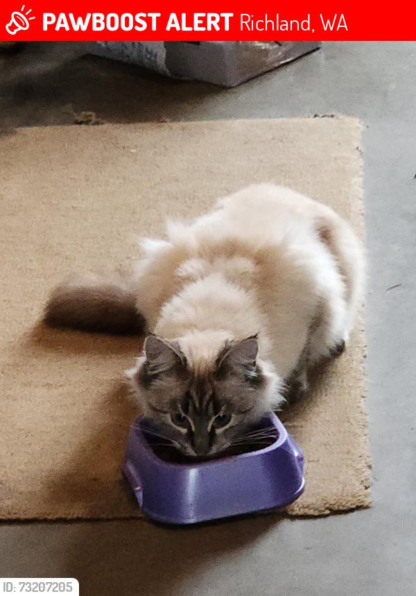 Lost Female Cat last seen Edgewood drive, Richland, WA 99352
