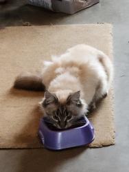Lost Female Cat last seen Edgewood drive, Richland, WA 99352