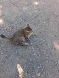 Found/Stray Unknown Cat last seen right creek, Concord, CA 94518