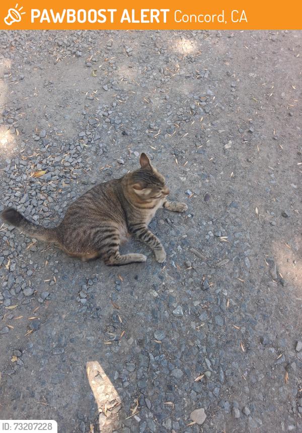 Found/Stray Unknown Cat last seen right creek, Concord, CA 94518