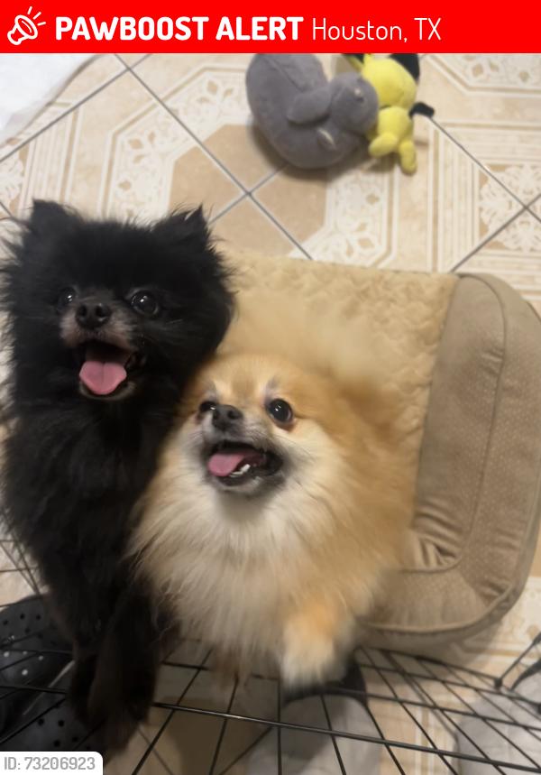 Lost Female Dog last seen Callery Creek, Houston, TX 77053