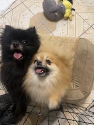 Lost Female Dog last seen Callery Creek, Houston, TX 77053