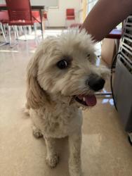 Found/Stray Male Dog last seen George Sims Community Center, Sacramento, CA 95824