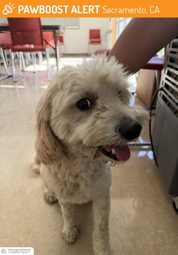 Found/Stray Male Dog last seen George Sims Community Center, Sacramento, CA 95824