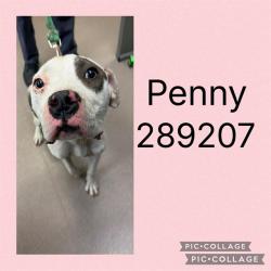 Shelter Stray Female Dog last seen LOG CABIN DR, 4214 Fulton Mill Rd, Macon, GA 31216, USA