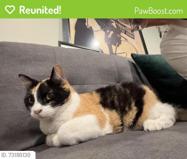 Reunited Female Cat last seen Near Cherry St, Denver, CO 80207