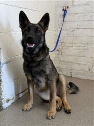 Shelter Stray Female Dog last seen Near BLOCK SAN JUAN ST, 333 Chandler Pl, San Bernardino, CA 92408, USA