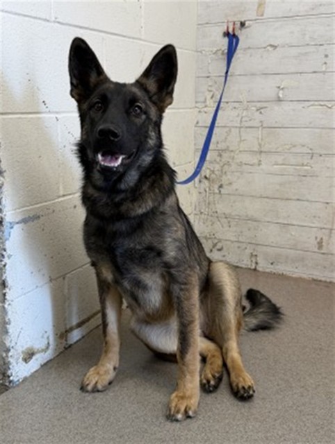 Shelter Stray Female Dog last seen Near BLOCK SAN JUAN ST, 333 Chandler Pl, San Bernardino, CA 92408, USA