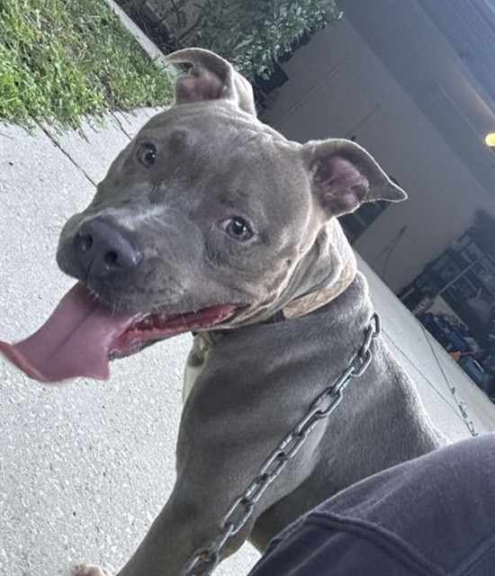 Shelter Stray Female Dog last seen JAYHIL DR CLERMONT, 12280 County Rd 448, Tavares, FL 32778, USA