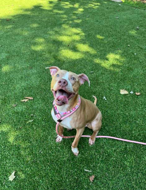 Shelter Stray Female Dog last seen CHARLOTTE, 8315 Byrum Dr, Charlotte, NC 28217, USA