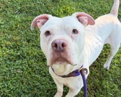 Shelter Stray Male Dog last seen CHARLOTTE, 8315 Byrum Dr, Charlotte, NC 28217, USA