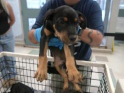 Shelter Stray Male Dog last seen Near BLOCK NW 27TH ST, 2811 SE 29th St, Oklahoma City, OK 73129, USA