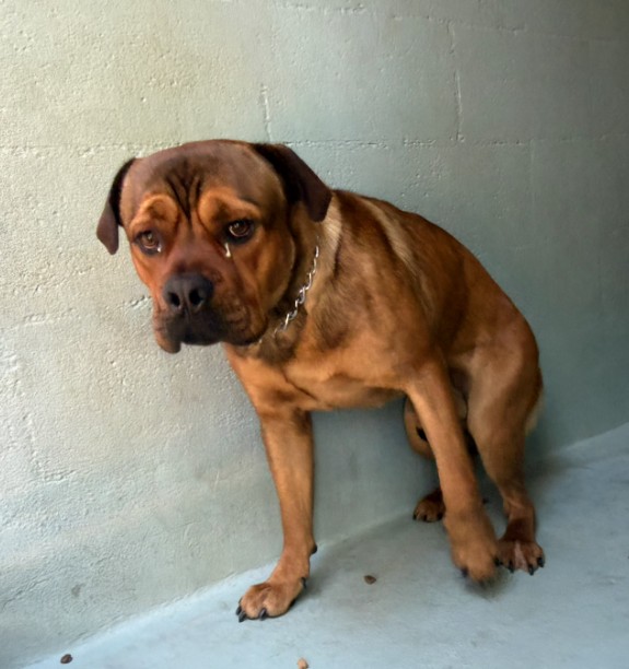 Shelter Stray Male Dog last seen NB 133/PANOVA, 6443 Oak Canyon, Irvine, CA 92618, USA
