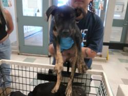 Shelter Stray Male Dog last seen Near BLOCK NW 27TH ST, 2811 SE 29th St, Oklahoma City, OK 73129, USA