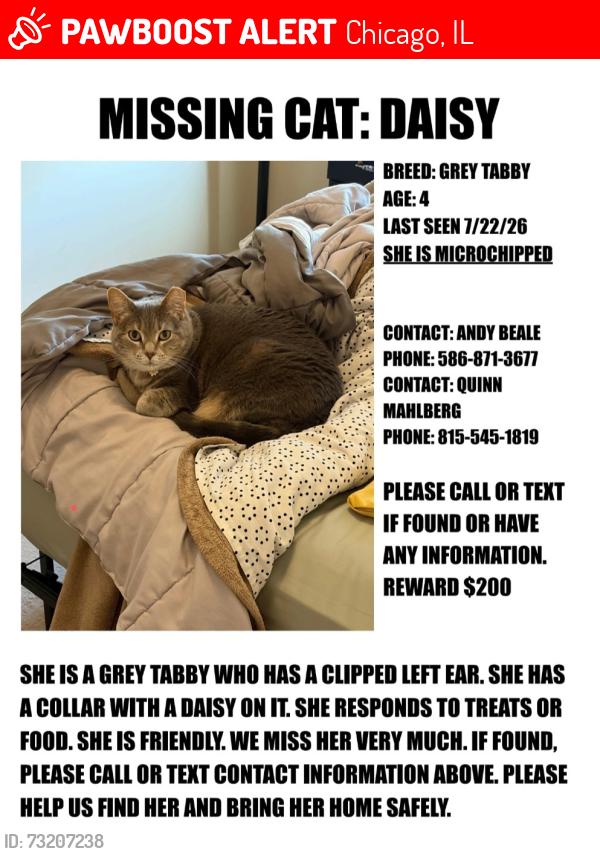 Lost Female Cat last seen Western ave, Chicago, IL 60622