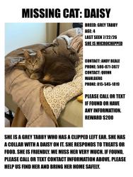 Lost Female Cat last seen Western ave, Chicago, IL 60622