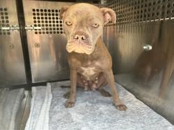 Shelter Stray Female Dog last seen Near BLOCK N MARTIN LUTHER KING AVE, OKLAHOMA CITY OK 73111, 2811 SE 29th St, Oklahoma City, OK 73129, USA